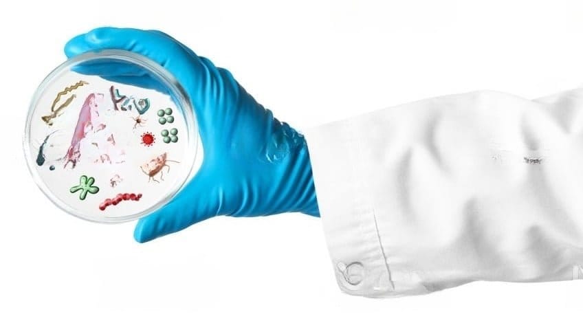 Plasmids
